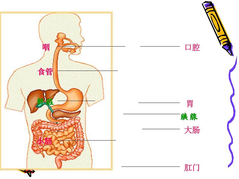 北师大版生物七年级上册 4.2 生物体的器官、系统_(课件)第6页