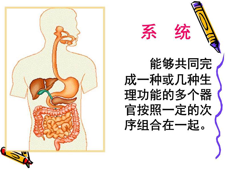 北师大版生物七年级上册 4.2 生物体的器官、系统_(课件)第7页
