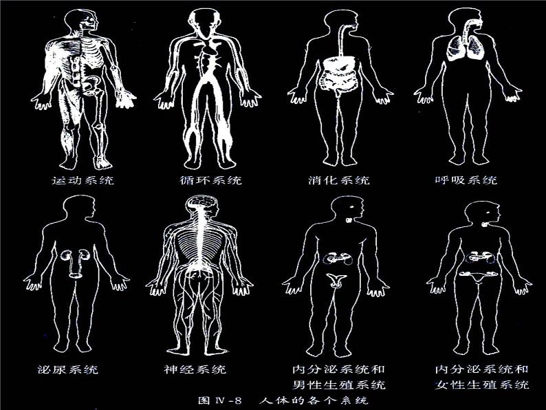 北师大版生物七年级上册 4.2 生物体的器官、系统_(课件)第8页