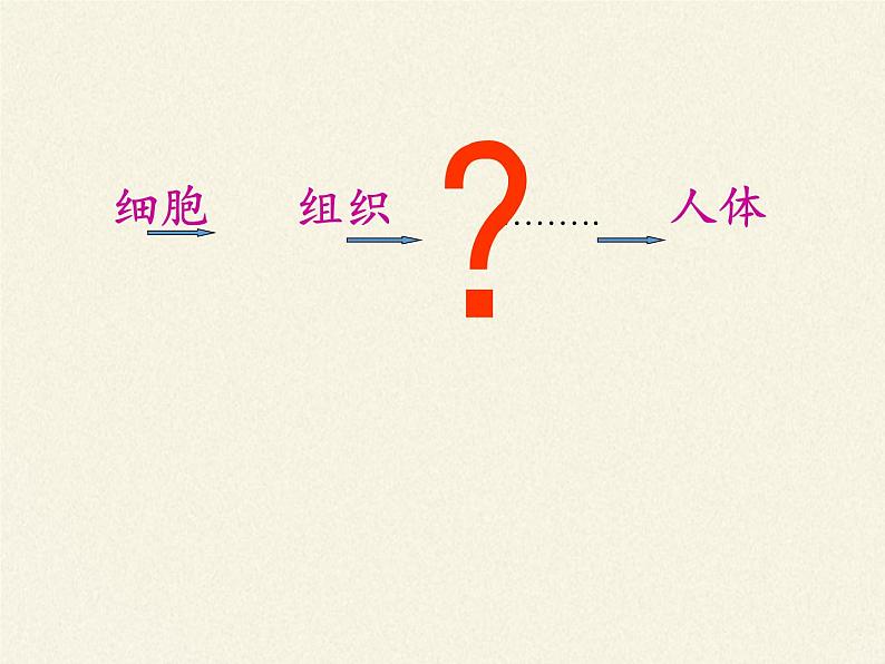 北师大版生物七年级上册 4.2 生物体的器官、系统(2)(课件)第3页