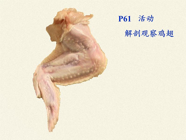北师大版生物七年级上册 4.2 生物体的器官、系统(2)(课件)第6页
