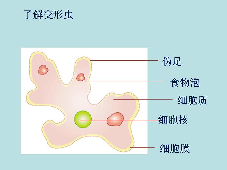 北师大版生物七年级上册 3.2 细胞是生命活动的单位_(课件)02