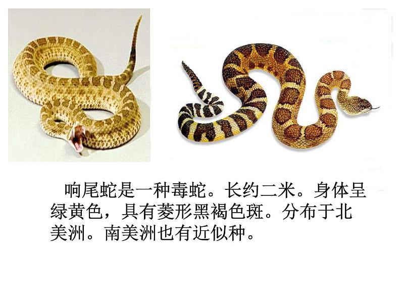 北师大版生物七年级上册 2.2 生物学研究的基本方法拍摄用(课件)第7页