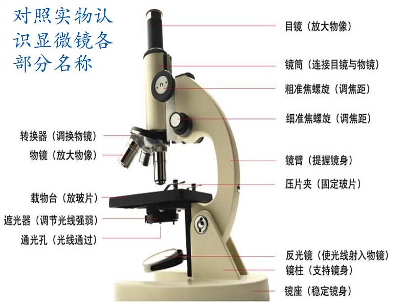 北师大版生物七年级上册 3.1 细胞的基本结构和功能(2)(课件)03