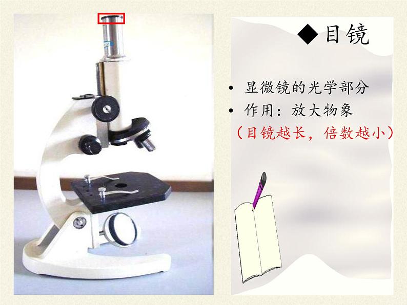 北师大版生物七年级上册 3.1 细胞的基本结构和功能(2)(课件)05