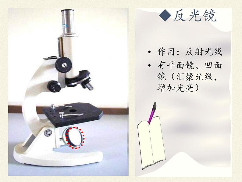 北师大版生物七年级上册 3.1 细胞的基本结构和功能(2)(课件)07