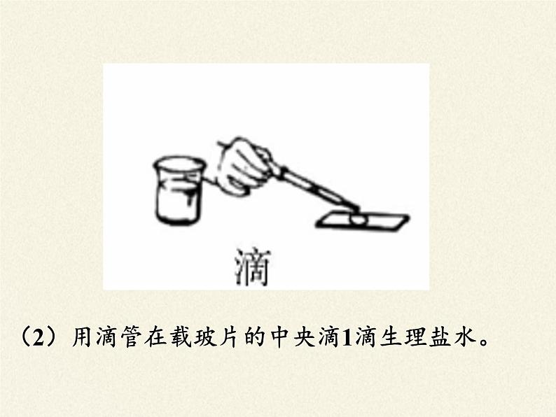 北师大版生物七年级上册 3.1 细胞的基本结构和功能(课件)06