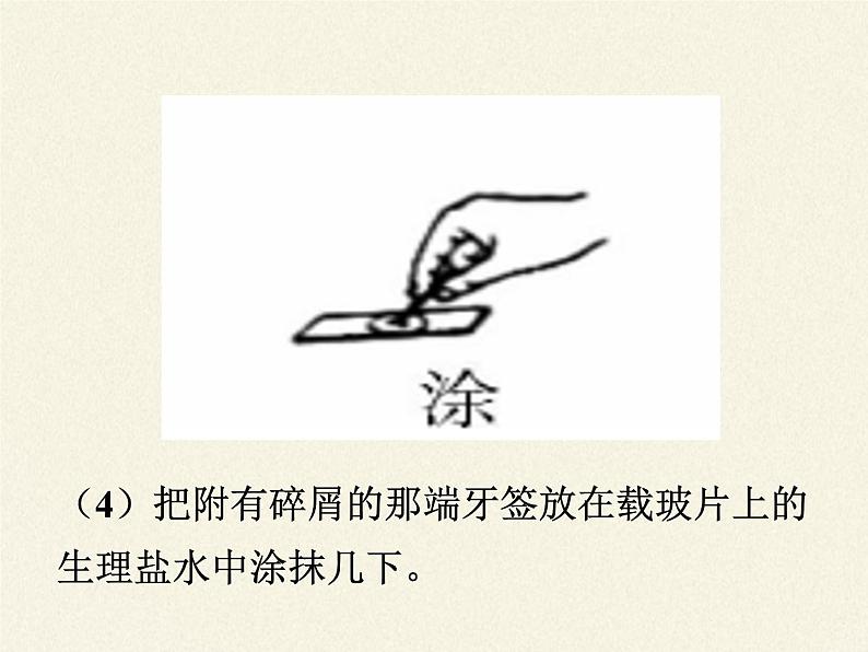 北师大版生物七年级上册 3.1 细胞的基本结构和功能(课件)08