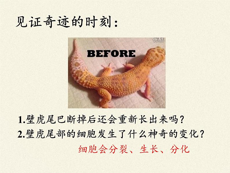 北师大版生物七年级上册 3.3 细胞通过分裂而增殖(7)(课件)第2页