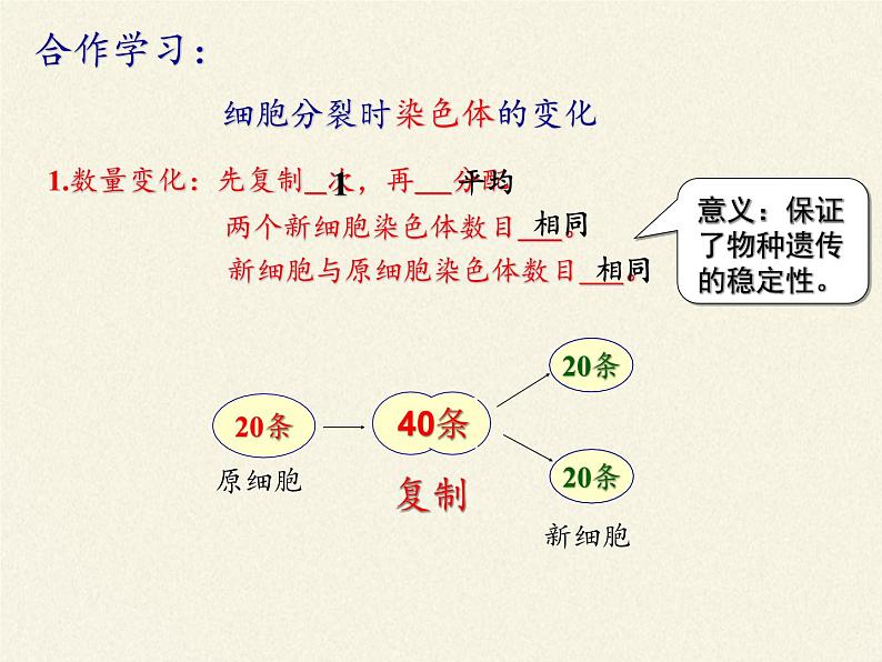 北师大版生物七年级上册 3.3 细胞通过分裂而增殖(7)(课件)第8页