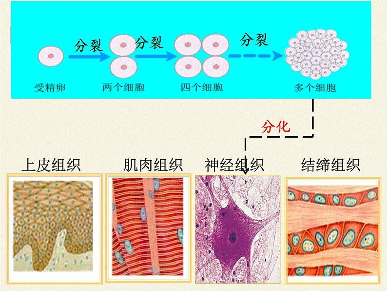 北师大版生物七年级上册 4.2 生物体的器官、系统(课件)02