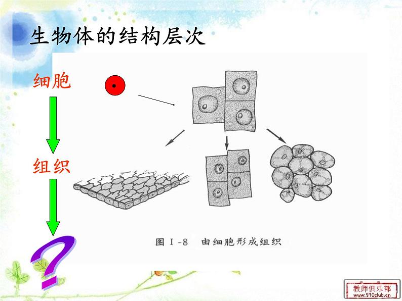北师大版生物七年级上册 4.2 生物体的器官、系统(课件)04