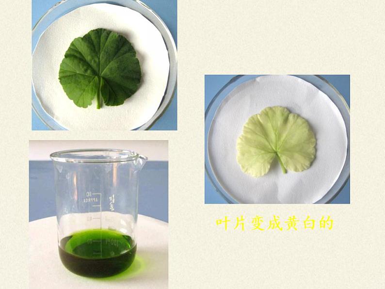 北师大版生物七年级上册 5.1 光合作用(1)(课件)08