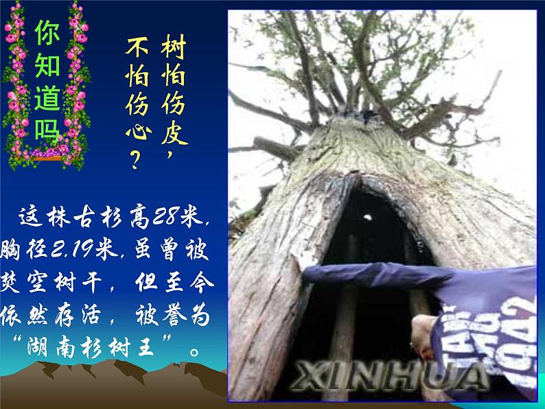 北师大版生物七年级上册 5.5 运输作用(课件)02