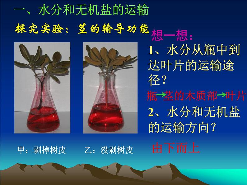 北师大版生物七年级上册 5.5 运输作用(课件)03