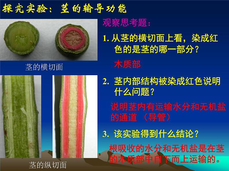 北师大版生物七年级上册 5.5 运输作用(课件)04