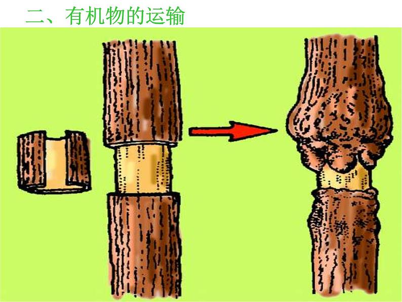 北师大版生物七年级上册 5.5 运输作用(课件)05