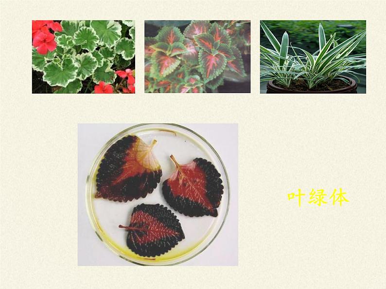 北师大版生物七年级上册 5.1 光合作用(3)(课件)第4页