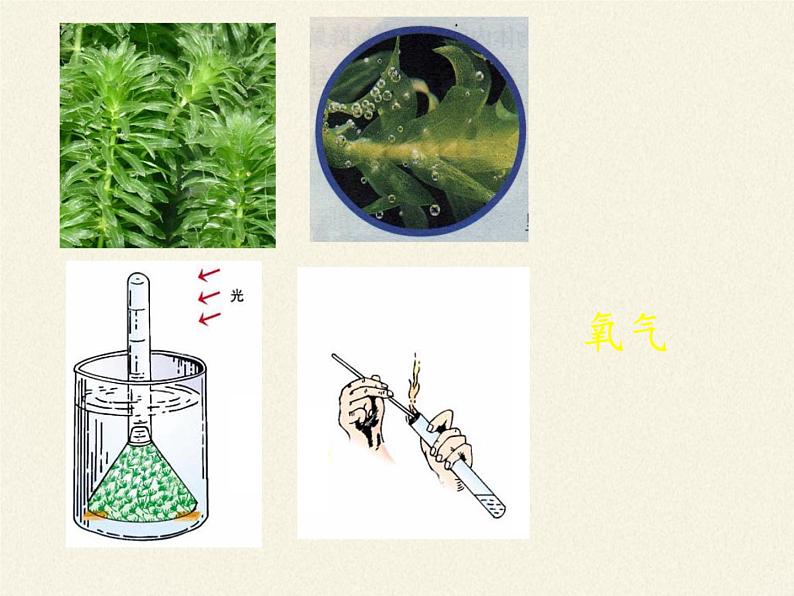 北师大版生物七年级上册 5.1 光合作用(3)(课件)第5页