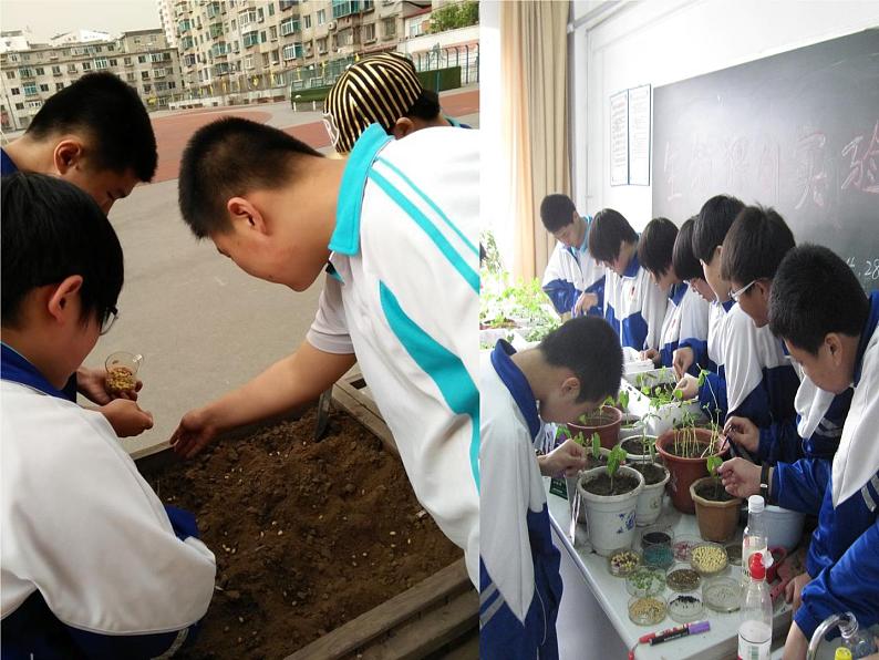 北师大版生物七年级上册 6.1 种子萌发形成幼苗(4)(课件)第3页