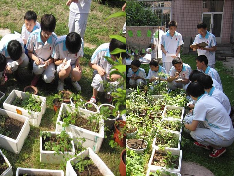 北师大版生物七年级上册 6.1 种子萌发形成幼苗(4)(课件)第7页