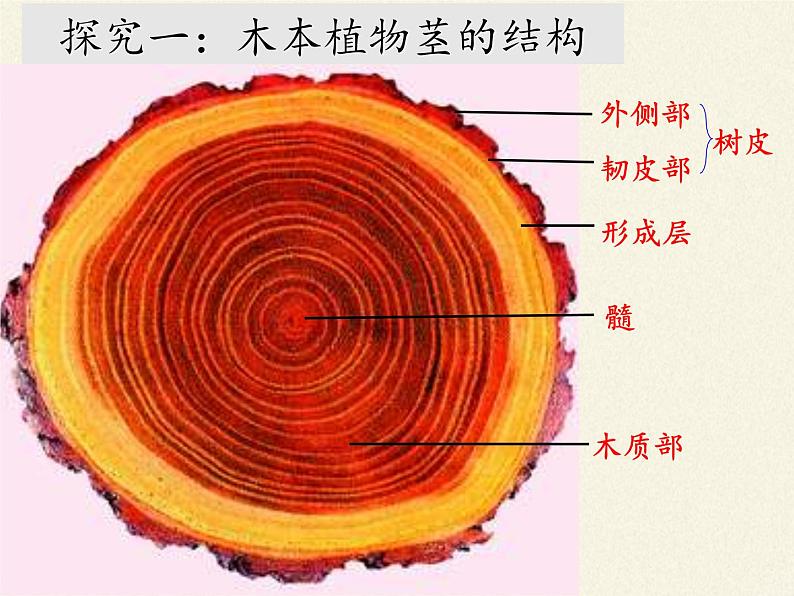 北师大版生物七年级上册 5.5 运输作用(3)(课件)04