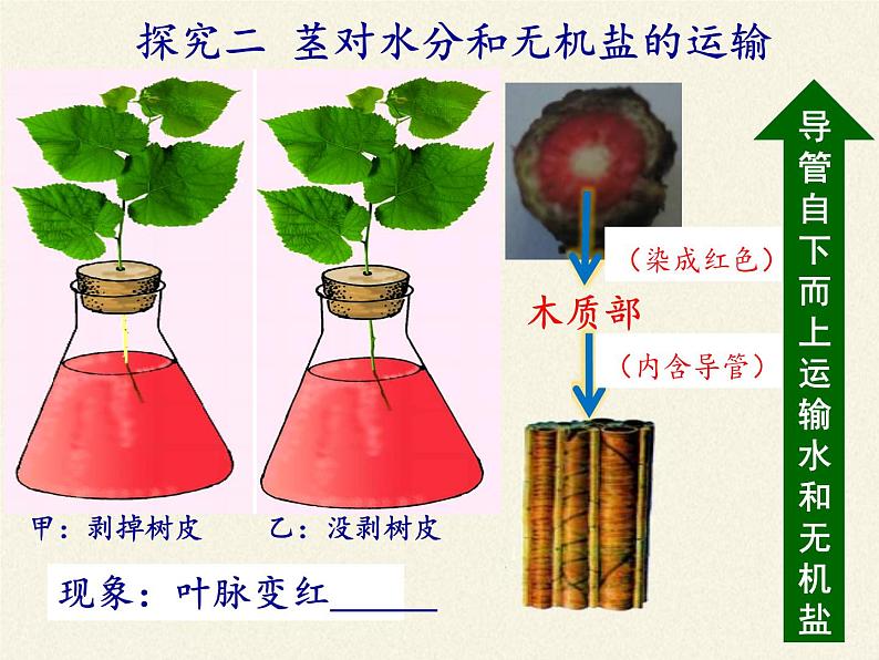北师大版生物七年级上册 5.5 运输作用(3)(课件)05