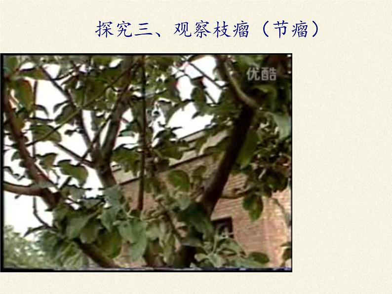 北师大版生物七年级上册 5.5 运输作用(3)(课件)06