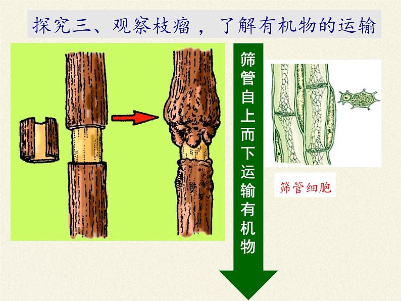 北师大版生物七年级上册 5.5 运输作用(3)(课件)07