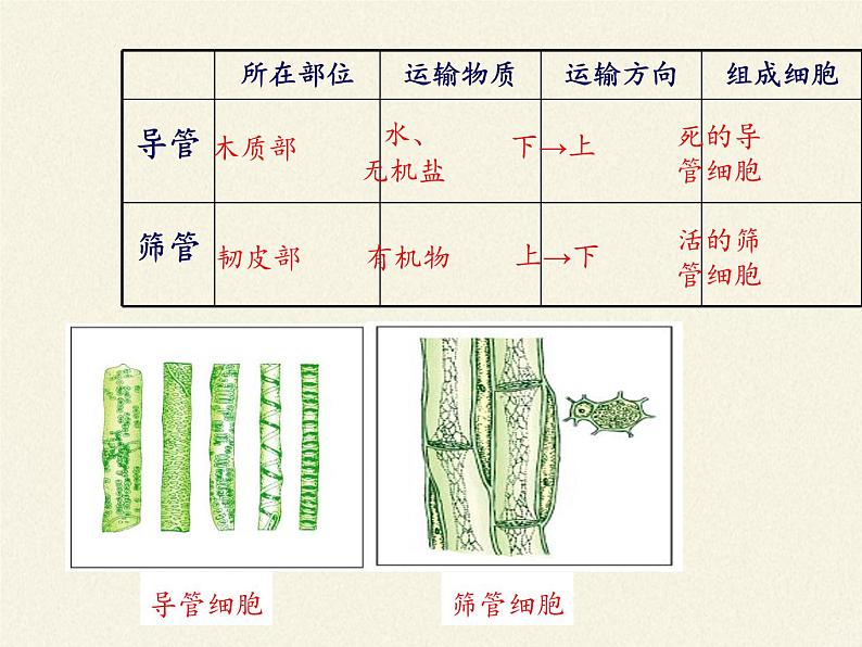 北师大版生物七年级上册 5.5 运输作用(3)(课件)08