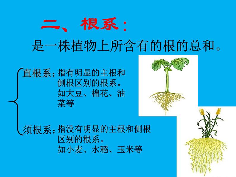 北师大版生物七年级上册 6.2 营养器官的生长_(课件)第3页