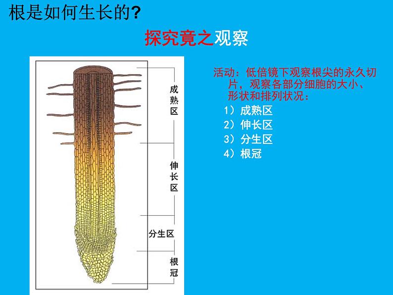 北师大版生物七年级上册 6.2 营养器官的生长_(课件)第4页