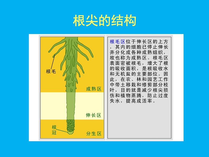 北师大版生物七年级上册 6.2 营养器官的生长_(课件)第7页