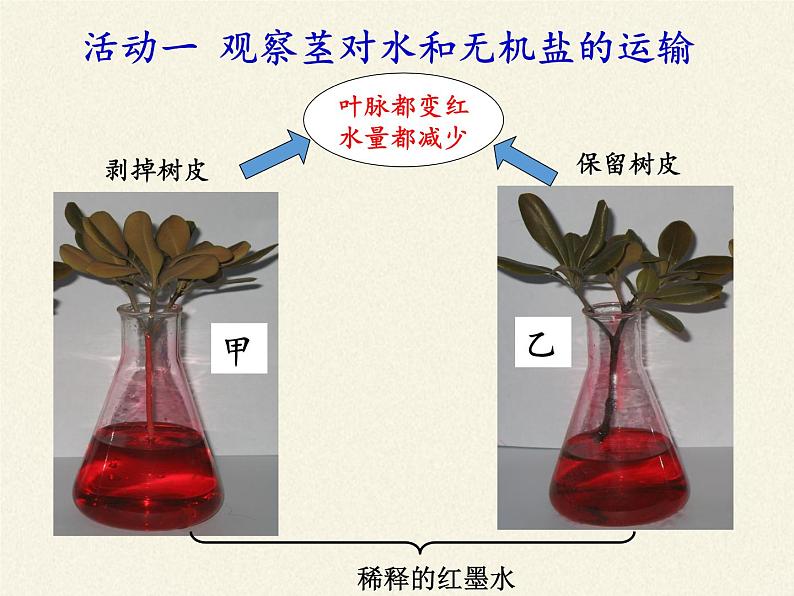 北师大版生物七年级上册 5.5 运输作用(1)(课件)07