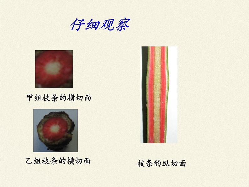 北师大版生物七年级上册 5.5 运输作用(1)(课件)08