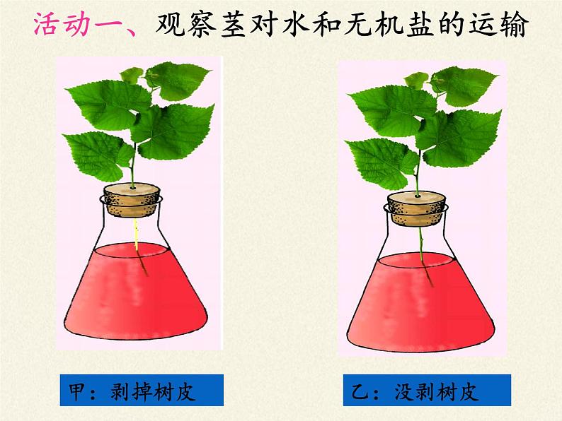 北师大版生物七年级上册 5.5 运输作用(2)(课件)第4页