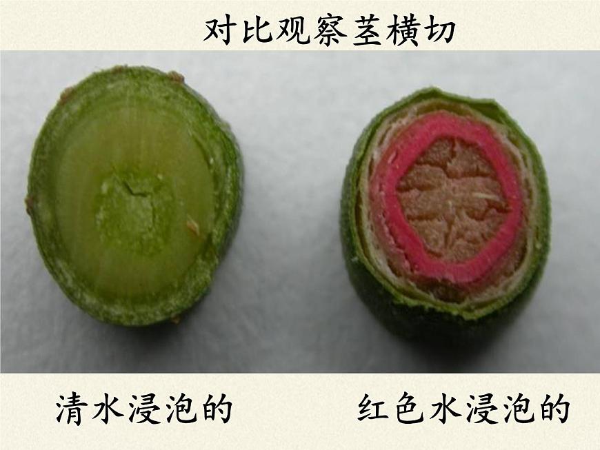 北師大版生物七年級上冊 5.5  運輸作用(2)（課件）第5頁