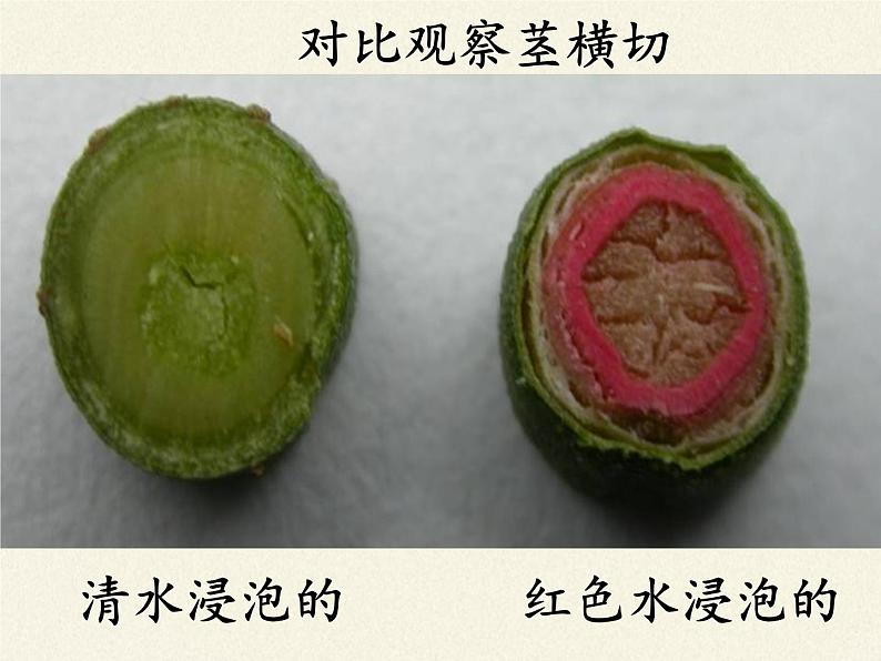 北师大版生物七年级上册 5.5 运输作用(2)(课件)第5页