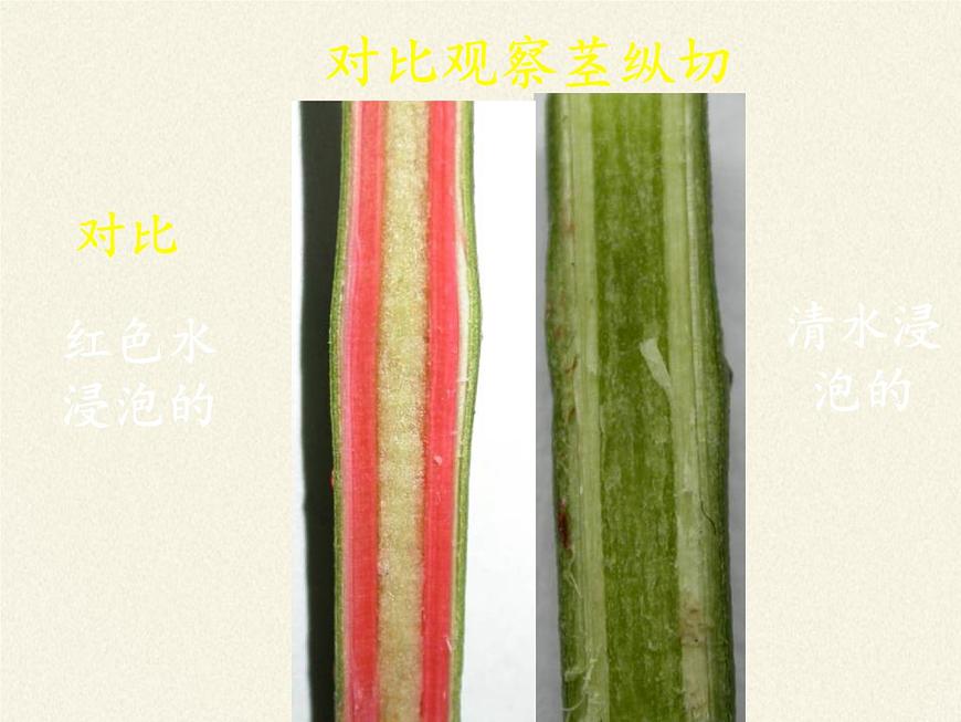 北師大版生物七年級上冊 5.5  運輸作用(2)（課件）第6頁