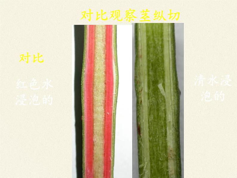 北师大版生物七年级上册 5.5 运输作用(2)(课件)第6页
