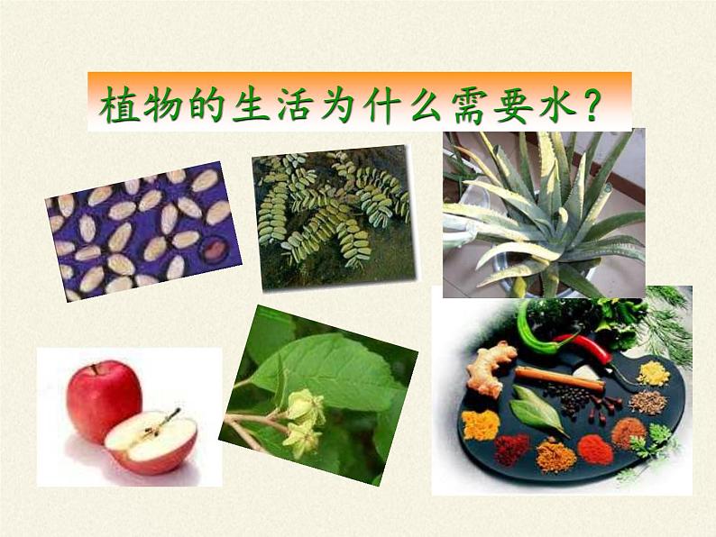 北师大版生物七年级上册 5.3 吸收作用(7)(课件)第4页