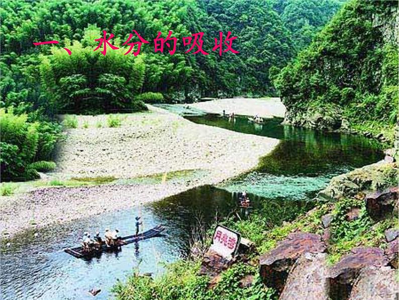 北师大版生物七年级上册 5.3 吸收作用(7)(课件)第7页