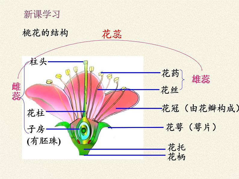 北师大版生物七年级上册 6.3 生殖器官的生长(课件)03