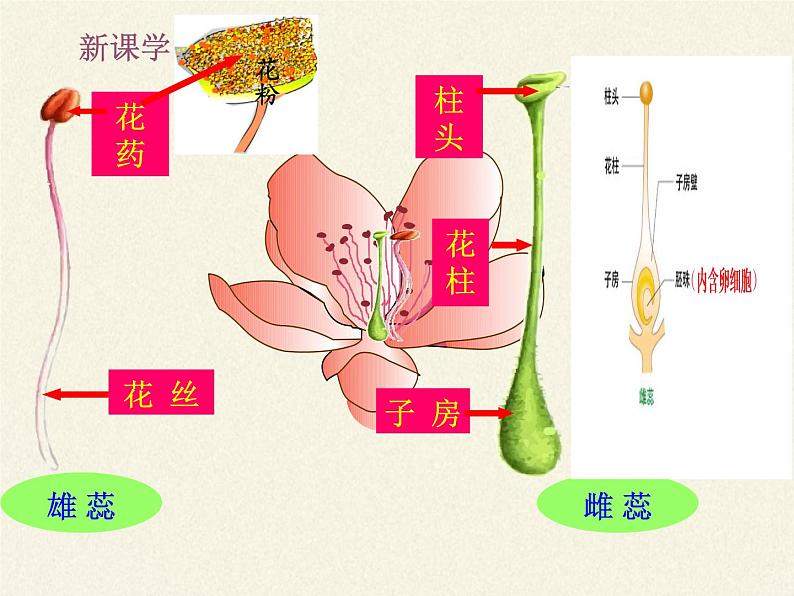北师大版生物七年级上册 6.3 生殖器官的生长(课件)04