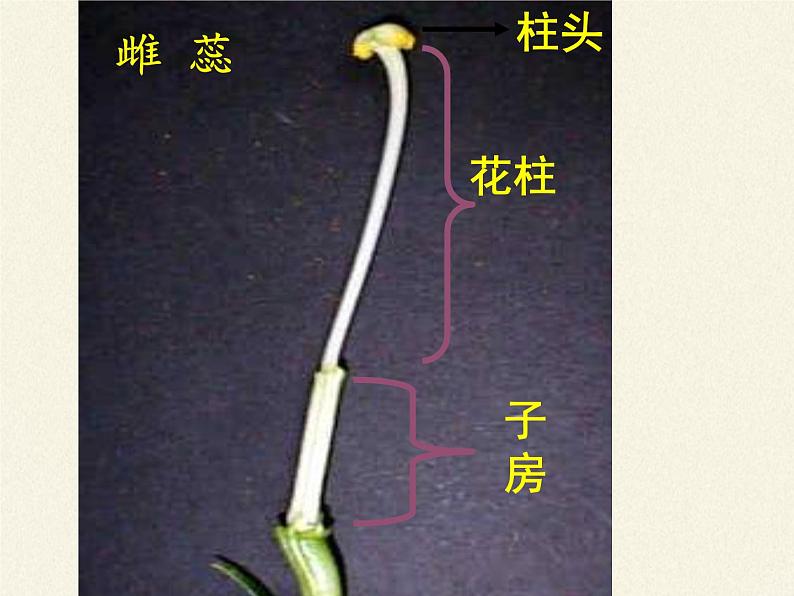 北师大版生物七年级上册 6.3 生殖器官的生长(课件)06