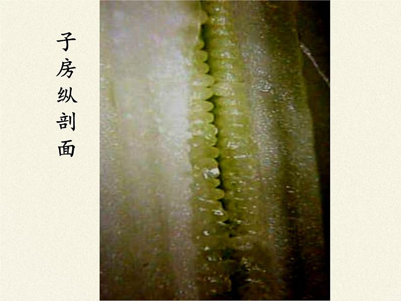北师大版生物七年级上册 6.3 生殖器官的生长(课件)08