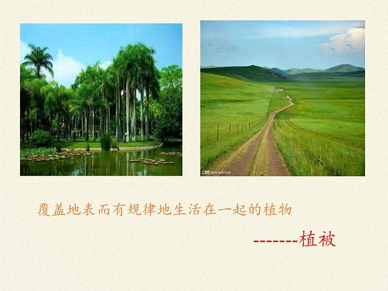 北师大版生物七年级上册 7.2 我国的植物资源(课件)03