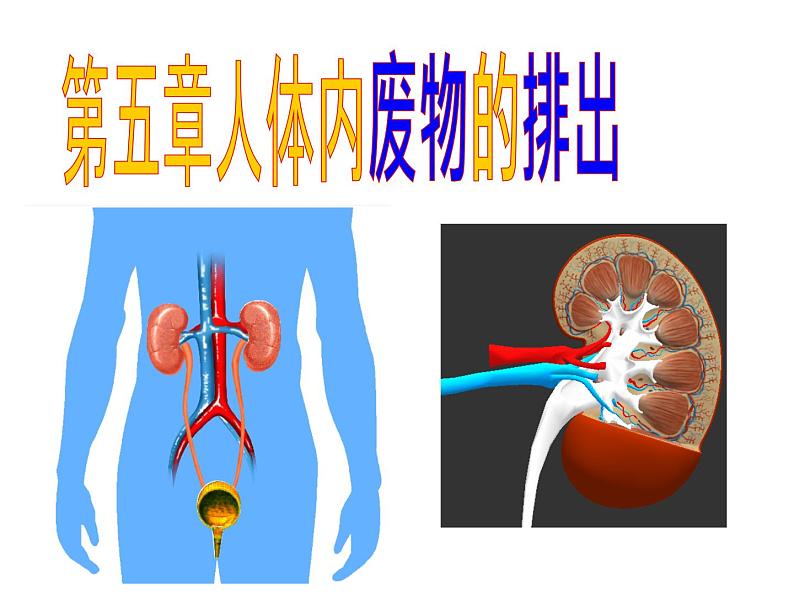 2020—2021学年人教版七年级生物下册课件-4.5 人体内废物的排出第1页