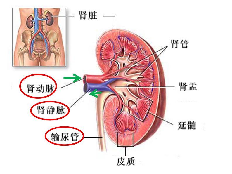 2020—2021学年人教版七年级生物下册课件-4.5 人体内废物的排出第7页