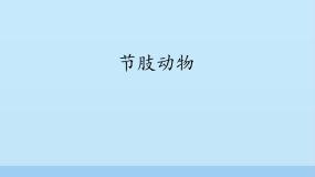 初中生物第五节 节肢动物课文ppt课件